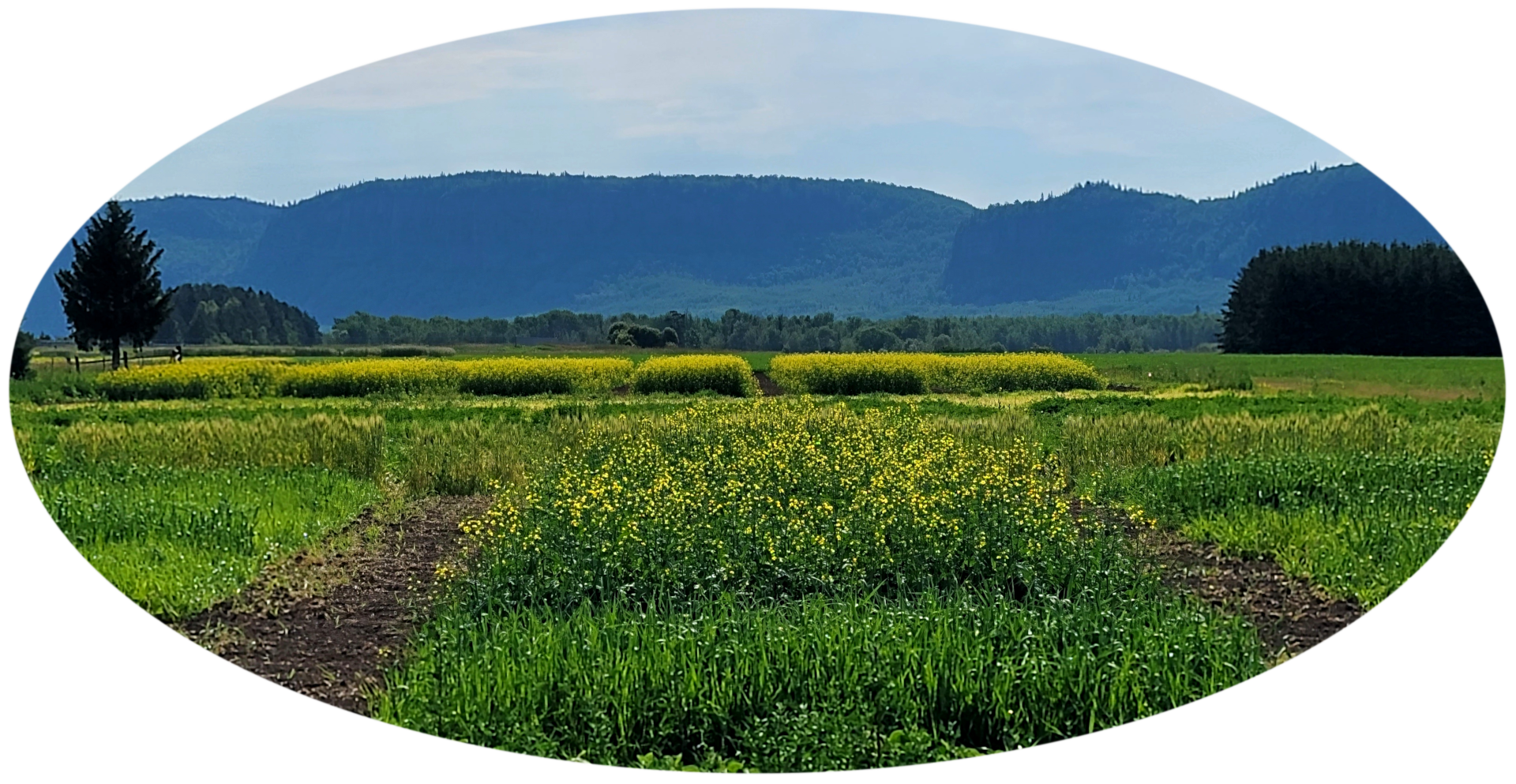 Looking across agricultural fields with canola in the mid-ground and the Nor'wester mountains in the background.