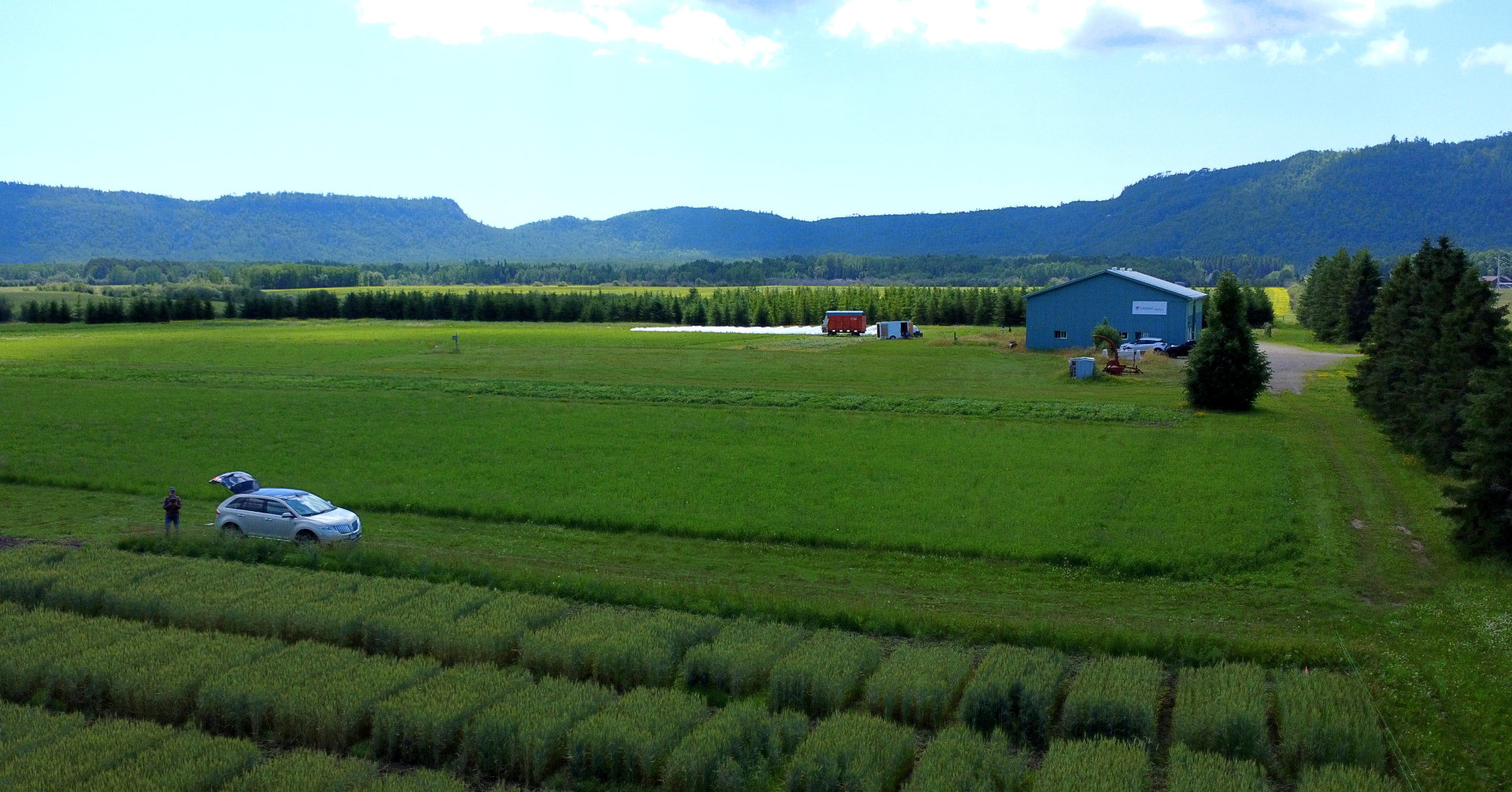 Oblique drone photograph of the Lakehead University Agricultural research station. Plots of Winter Wheat are in the foreground, with the drone pilot at the edge of the field. Green fields stretch into the distance with Nor'wester mountains in the background.