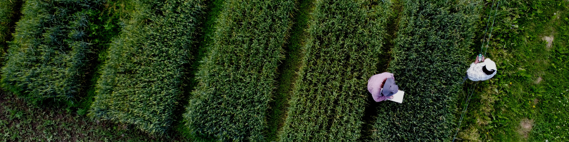 Drone image looking down at two people working in a green agricultural field with distinct rows of crops.