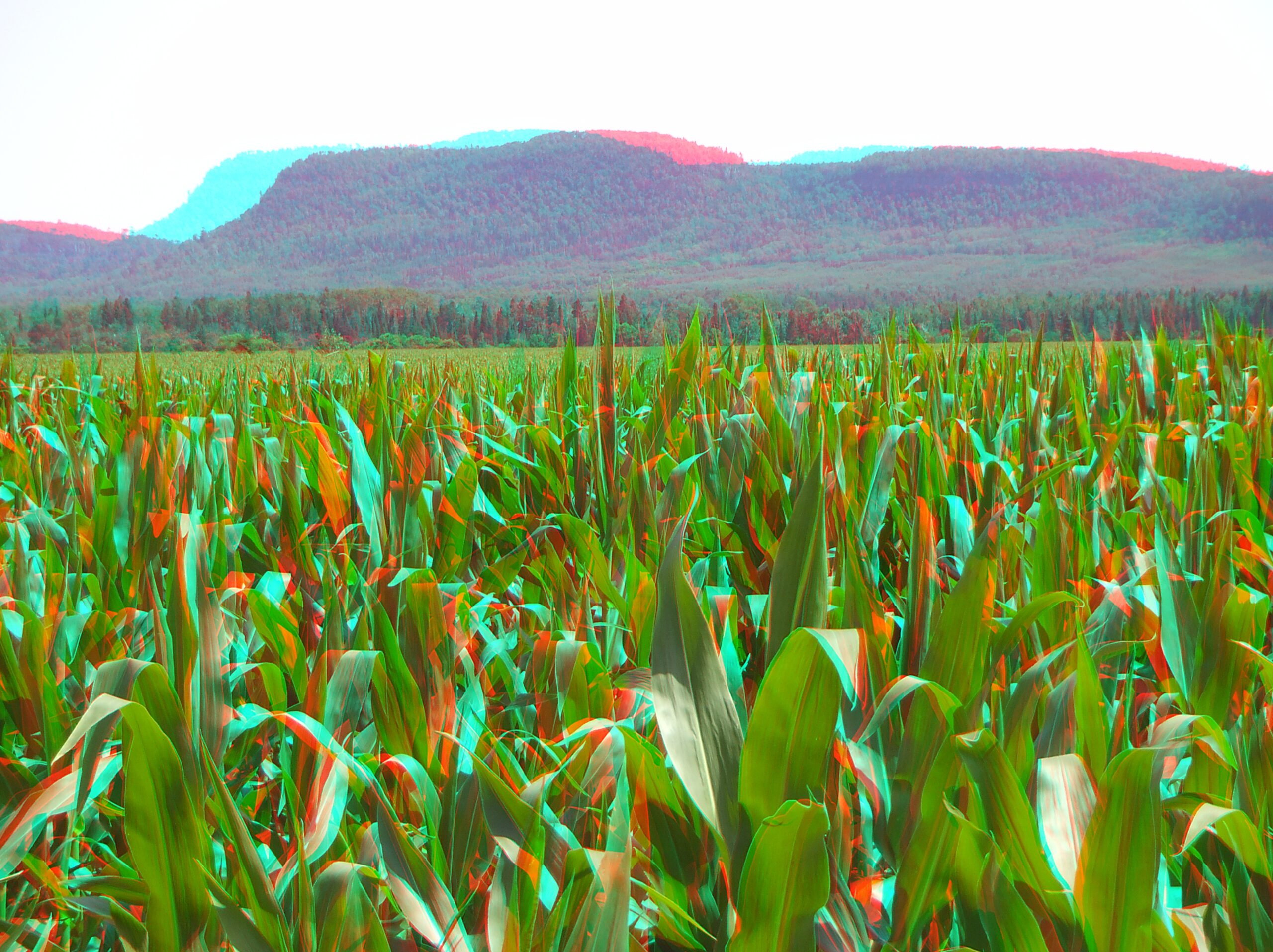 An anaglyph image looking out over the top of a large field of corn. There are stands of trees surrounding the fields with the Nor'Wester mountains in the distance.